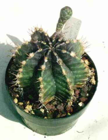 Gymnocalycium_mihanovichii_3